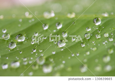 drop of water on a leaf 130639665