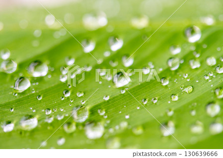 drop of water on a leaf drop of water on a leaf 130639666