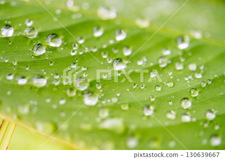 drop of water on a leaf 130639667