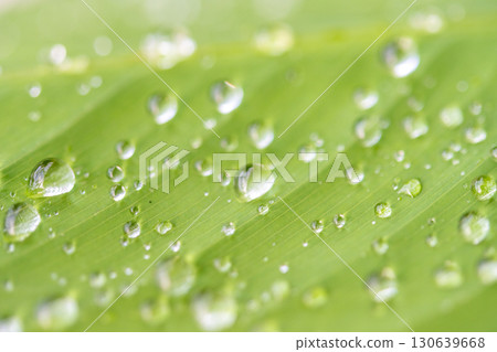 drop of water on a leaf drop of water on a leaf 130639668