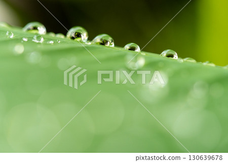 drop of water on a leaf 130639678