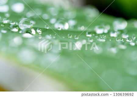 drop of water on a leaf drop of water on a leaf 130639692