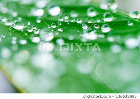 drop of water on a leaf 130639693