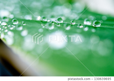 drop of water on a leaf 130639695