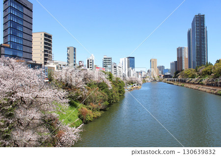 新光橋的櫻花 新光橋的櫻花 130639832