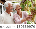 Happy senior couple picking fresh white grapes together in a vineyard, smiling and enjoying outdoor harvest time during a sunny day in the countryside Happy senior couple picking fresh white grapes together in a vineyard, smiling and enjoying outdoor harvest time during a sunny day in the countryside 130639970