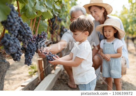 Happy multigenerational family harvesting dark grapes together in a sunny vineyard, with kids learning from grandparents and enjoying a fun outdoor farming activity Happy multigenerational family harvesting dark grapes together in a sunny vineyard, with kids learning from grandparents and enjoying a fun outdoor farming activity 130639972