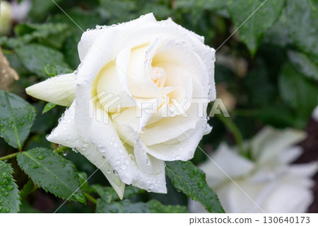 Rose (La Paloma) Rose (La Paloma) 130640173