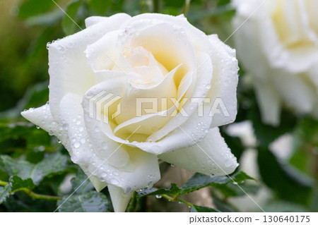 Rose (La Paloma) 130640175