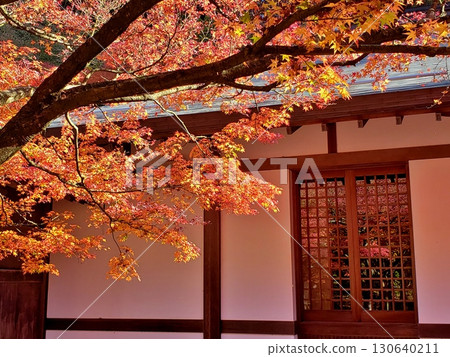 天王院、篠栗屯山觀音寺的秋葉 天王院、篠栗屯山觀音寺的秋葉 130640211