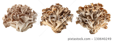 Set of isolated maitake, sheep head mushrooms on transparent background for cooking and food ingredient design. 130640249