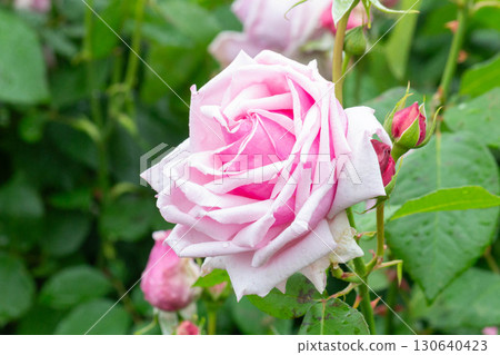 Rose (La France) Rose (La France) 130640423