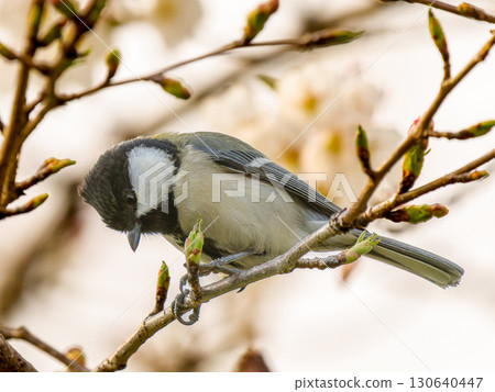 Tits fringing on branches Tits fringing on branches 130640447