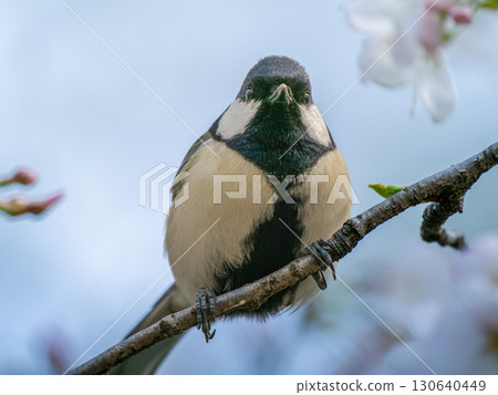 Tits fringing on branches 130640449