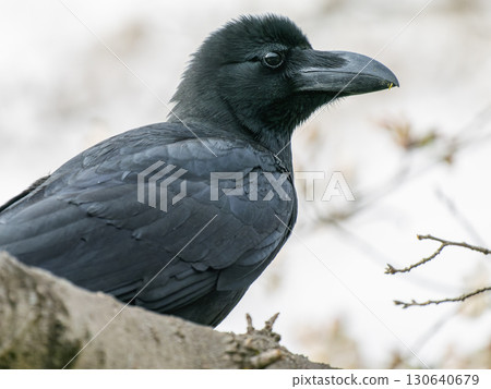 Up crow 130640679