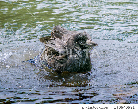 Crow of waterside 130640681