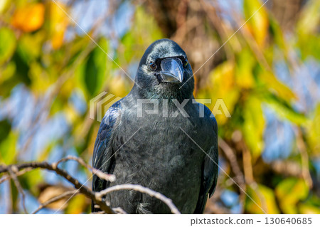 烏鴉棲息在樹枝上 130640685