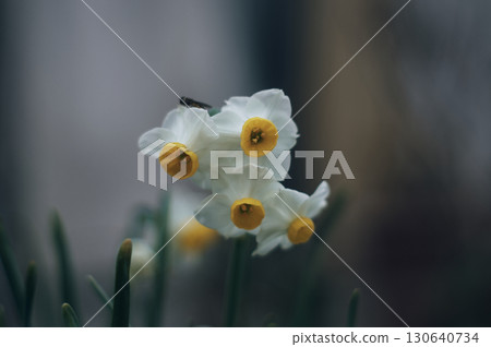 White flowers of Bunch-flowered daffodils blooming in winter fields White flowers of Bunch-flowered daffodils blooming in winter fields 130640734