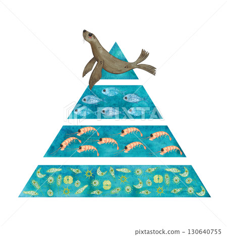 Food pyramid: seal, fish, krill, phytoplankton. Watercolor illustration hand drawn, cartoon. Drawing for stickers, book, poster. Biology, ecology, animal, nature, ocean Food pyramid: seal, fish, krill, phytoplankton. Watercolor illustration hand drawn, cartoon. Drawing for stickers, book, poster. Biology, ecology, animal, nature, ocean 130640755