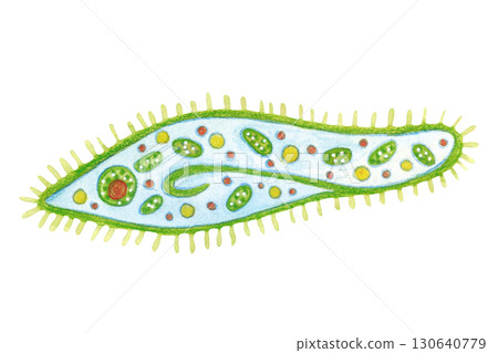 Unicellular organism, paramecium slipper. Watercolor illustration hand drawn, cartoon. Drawing for labels, cards, stickers, scrapbooking. biology, ocean, sea, microorganism Unicellular organism, paramecium slipper. Watercolor illustration hand drawn, cartoon. Drawing for labels, cards, stickers, scrapbooking. biology, ocean, sea, microorganism 130640779
