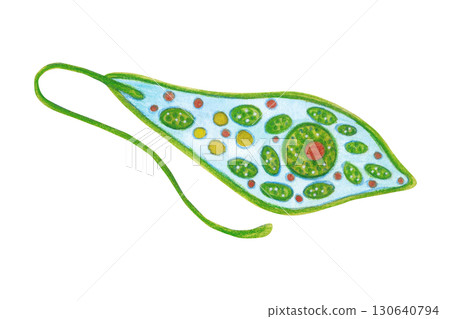 Euglena green, zooplankton, animal, unicellular organism. Watercolor illustration drawn, cartoon, hand-made. For stickers, biology and ecology manuals. Sea, animal, organism, ocean, plankton 130640794