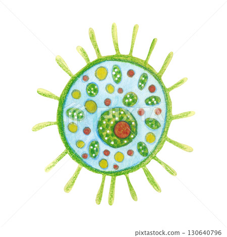 Single-celled organism, phytoplankton. Watercolor illustration hand drawn, cartoon. Drawing for labels, cards, stickers, scrapbooking. biology, ocean, sea, microorganism 130640796