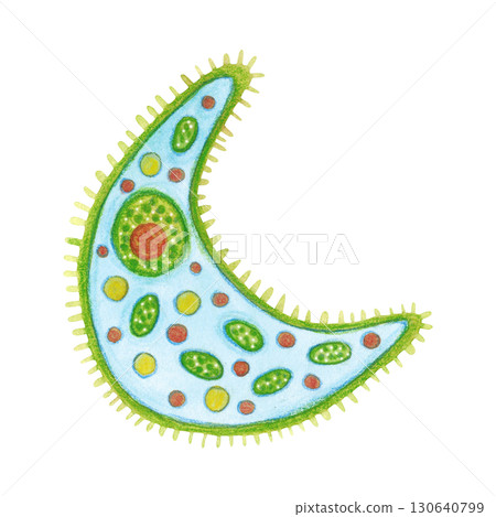 Single-celled organism, phytoplankton. Watercolor illustration hand drawn. Drawing for labels, cards, stickers, scrapbooking. biology, ocean, sea, microorganism Single-celled organism, phytoplankton. Watercolor illustration hand drawn. Drawing for labels, cards, stickers, scrapbooking. biology, ocean, sea, microorganism 130640799