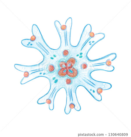 Watercolor illustration of a moon jellyfish larva, Aurelia sp., scyphostoma. The drawing is depicted, cartoon, made by hand. For stickers, biology and ecology manuals. Sea, animal, larva 130640809
