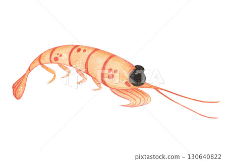 Shrimp, krill, zooplankton, crustacean. Watercolor illustration drawn, cartoon, hand-made. For stickers, biology and ecology manuals. Sea, organism, ocean, plankton, swim, animals, food, food Shrimp, krill, zooplankton, crustacean. Watercolor illustration drawn, cartoon, hand-made. For stickers, biology and ecology manuals. Sea, organism, ocean, plankton, swim, animals, food, food 130640822