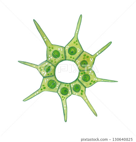 Green, diatom algae, plant unicellular organism. Watercolor illustration drawn, cartoon, made by hand. For stickers, biology and ecology manuals. Sea, organism, ocean, plankton, swim 130640825