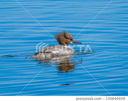 Common Merganser swimming in a pond Common Merganser swimming in a pond 130640939