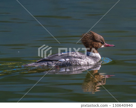 Common Merganser swimming in a pond 130640940