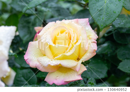 Rose (Piece) 130640952