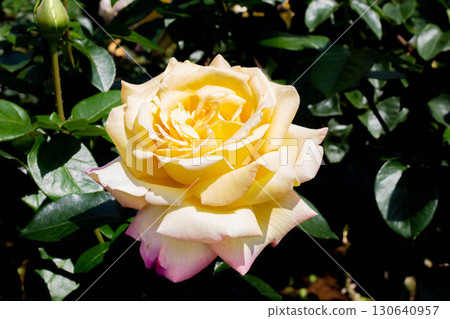 Rose (Piece) 130640957