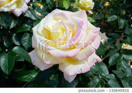 Rose (Piece) 130640958