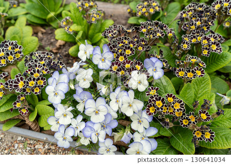 Primula auricula or mountain cowslip flowers Primula auricula or mountain cowslip flowers 130641034