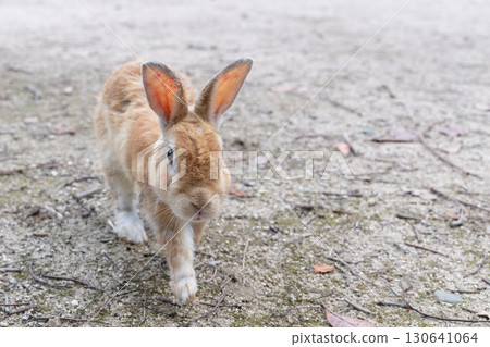 兔子朝相機走來 130641064