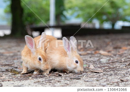 大久野島的兔寶寶兄弟 130641066