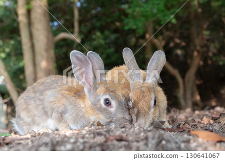 Two friendly rabbits leaning their faces together Two friendly rabbits leaning their faces together 130641067