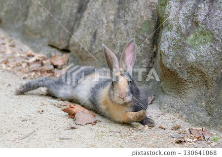 A rabbit lying down and raising its front paws to greet you A rabbit lying down and raising its front paws to greet you 130641068