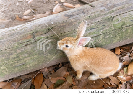 偷窺小兔 偷窺小兔 130641082