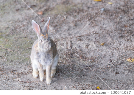 兔子的紀念照 130641087