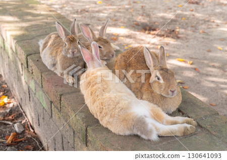 兔子在籬笆上休息 兔子在籬笆上休息 130641093