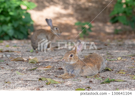 Rabbit in the shade 130641104