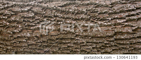 Old bark tree texture. Natural wood surface pattern, old tree skin Old bark tree texture. Natural wood surface pattern, old tree skin 130641193