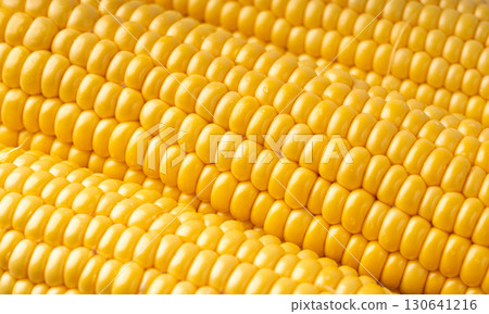Sweet corn ears closeup. Fresh maize cob macro texture, autumn sweetcorn, corncob close up 130641216