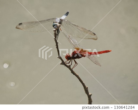Red dragonflies and alpine skimmers 130641284