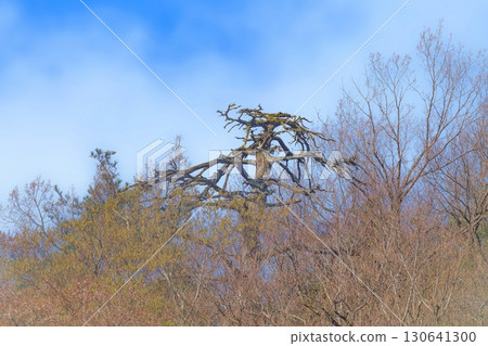 一棵枯樹，枝繁葉茂，藍天映襯下的景象 130641300