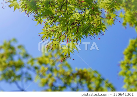 新鮮的綠色楓葉仰望藍天 130641301