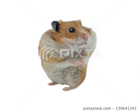Syrian hamster isolated on white background 130641341